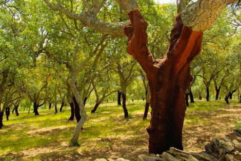 #corcho construccion #aislante natural #interiores #exteriores 1