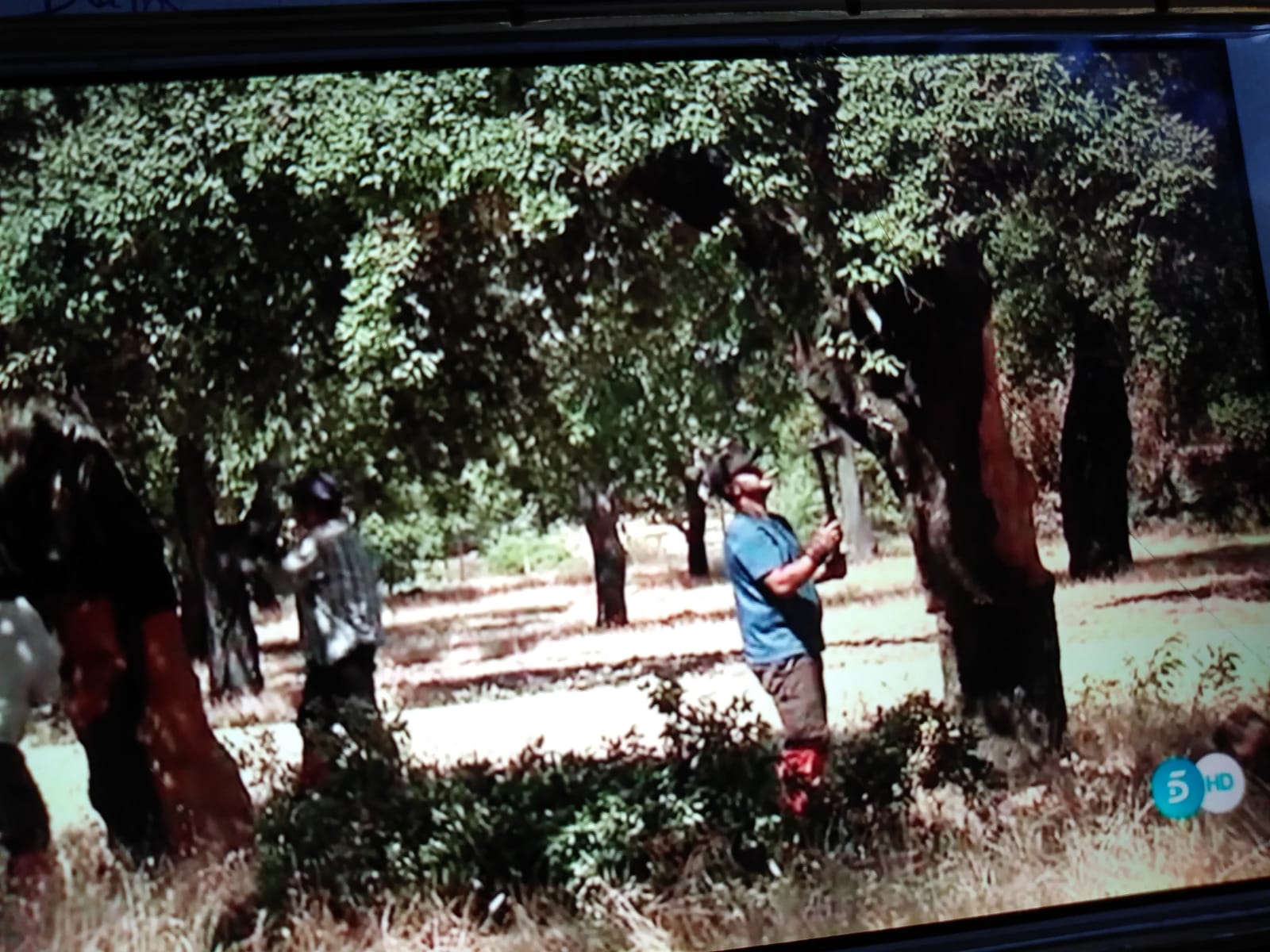 El corcho en la investigación, la ciencia y la tecnología