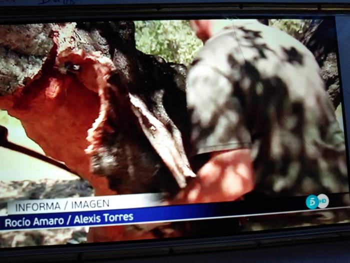 telecicno corcho extremadura